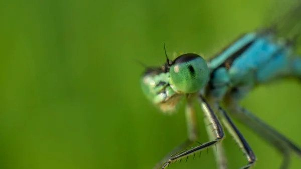 Olhos verdes de uma libélula azul close-up, imagem de foco seletivo — Fotografia de Stock