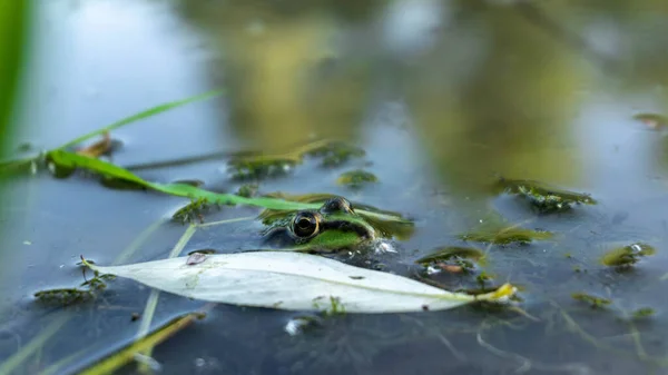 Πράσινος βάτραχος κρυφοκοιτάζει έξω από το νερό, καλοκαίρι — Φωτογραφία Αρχείου