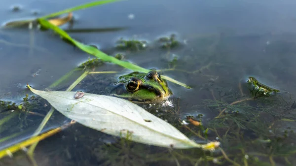 Grüner Frosch guckt aus dem Wasser, Sommer — Stockfoto