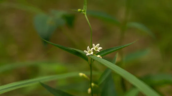 Vit Blomma Växer Skogen — Stockfoto