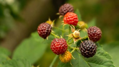 Bahçede yetişen sulu kırsal ahududu