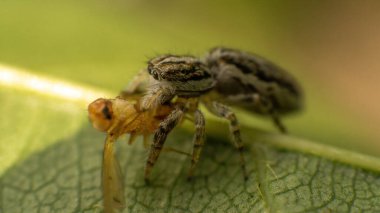 Örümcek bir sinek yakaladı ve bir yaprağa oturdu, seçici bir odak noktası.