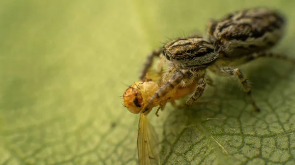 Spinne Fängt Eine Fliege Und Sitzt Auf Einem Blatt Selektiver — Stockfoto