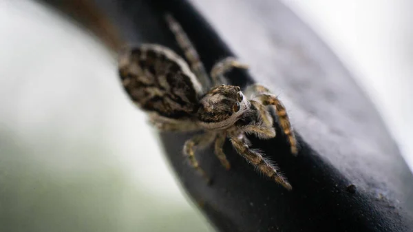 小小的可爱而好奇的蜘蛛坐在金属扶手上 选择性地集中注意力 — 图库照片