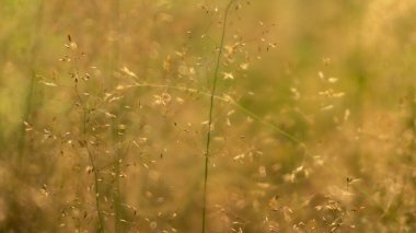 Sıcak güneşin ışınlarında inanılmaz güzel bir doğa, seçici bir odak.
