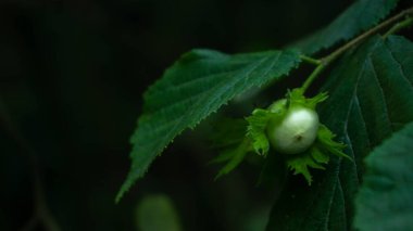 Ormanda fındık olgunlaşır, seçici bir şekilde odaklanır.