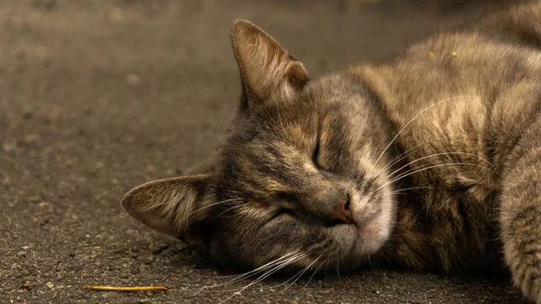 茶色いふわふわの猫が甘く寝てる — ストック写真