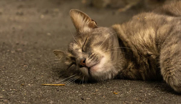 Gato Fofo Marrom Está Dormindo Docemente — Fotografia de Stock