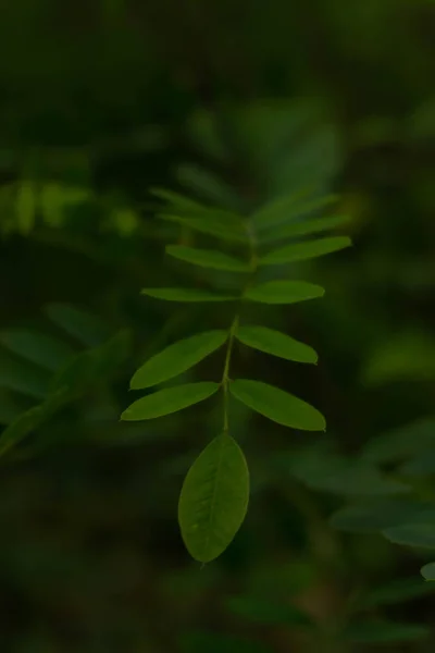 信じられないほど美しいおとぎ話アカシアの葉 選択的な焦点 — ストック写真