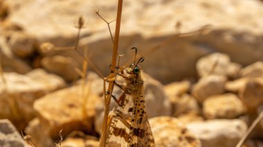 Saydam kanatları olan inanılmaz güzel bir kelebek.