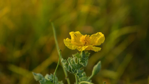 Pastel rengin güzel sarı çiçeği
