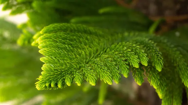 Rama Coníferas Exuberante Verde Perenne Brillante — Foto de Stock