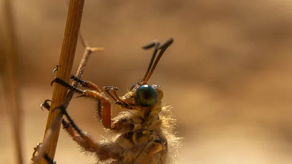 Borboleta Incrivelmente Bonita Com Asas Transparentes — Fotografia de Stock