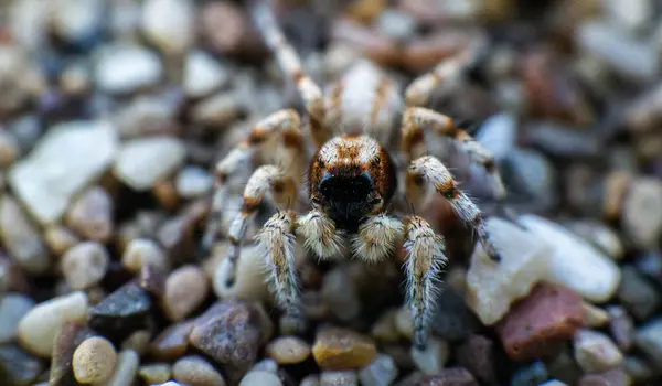 Schöne Spinne Mit Gestromter Farbe Auf Dem Sand — Stockfoto