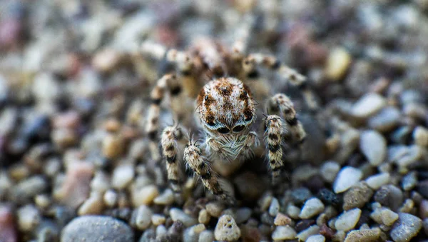 Krásný Pavouk Žíhanou Barvou Písku — Stock fotografie