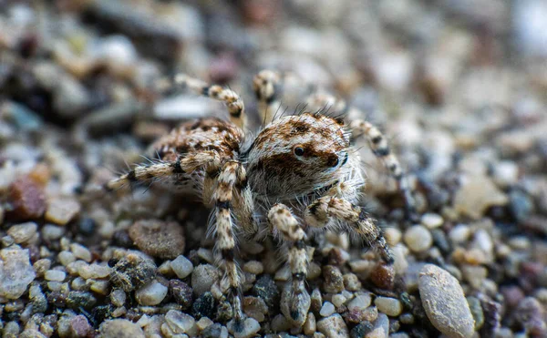 Krásný Pavouk Žíhanou Barvou Písku — Stock fotografie