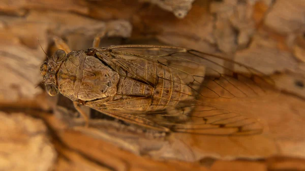 Ağaca oturmuş ağustos böceği