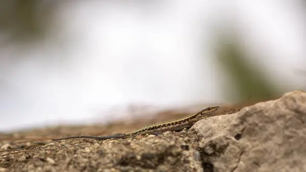 Eidechse Sonnt Sich Auf Den Felsen — Stockfoto