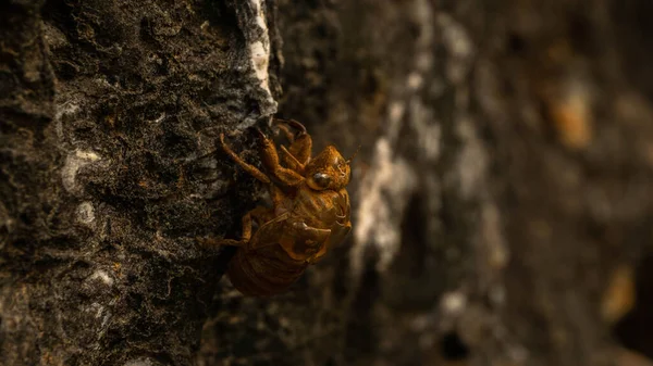 Cicada Δέρμα Αριστερά Στο Βράχο — Φωτογραφία Αρχείου