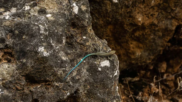 Blauschwanzskink Sitzt Auf Einem Felsen — Stockfoto