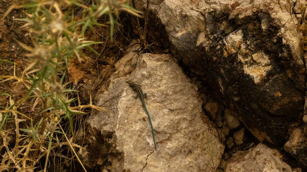 Mavi kuyruklu maymun bir kayanın üzerinde oturuyor.
