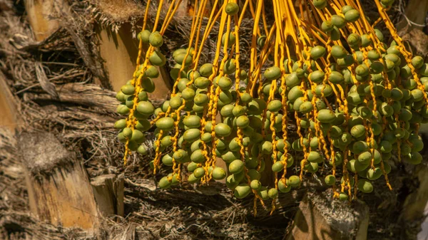 Bunches Dates Ripen Sun — Stock Photo, Image