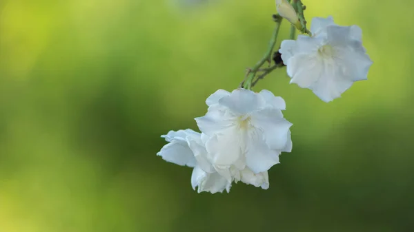 Niewiarygodnie Ale Niebezpieczne Kwiat Oleander — Zdjęcie stockowe