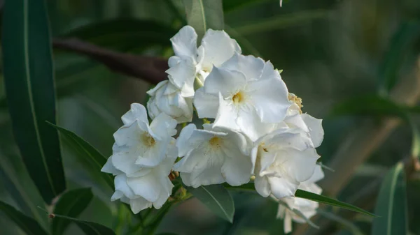 美丽但危险的油菜花 — 图库照片