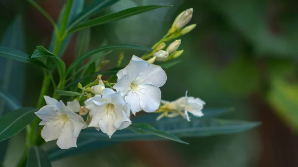 美しく危険なオレンジ色の花 — ストック写真