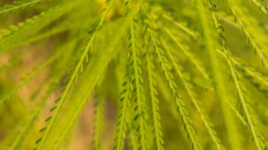 Küçük yapraklı muhteşem bir ağaç.