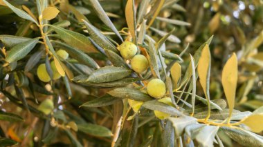 Olgunlaşmış zeytin ağaçları,