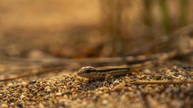 Güneşte güneşlenen küçük kahverengi kertenkele.