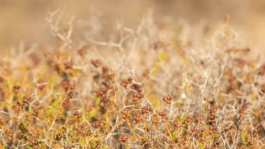 Kavurucu güneşin altında büyüyen dikenli bitkiler, yaz