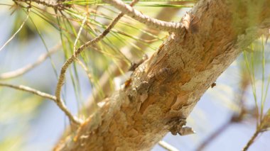 Ağaca oturmuş ağustos böceği