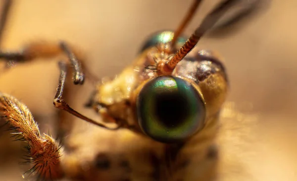 Saydam kanatları olan inanılmaz güzel bir kelebek.