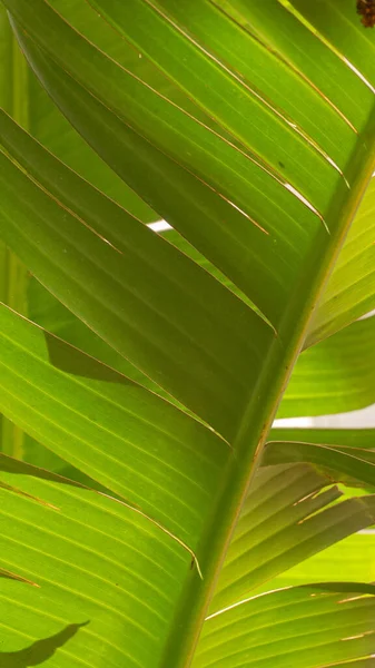 Zweig Einer Palme Mit Einer Schönen Textur — Stockfoto