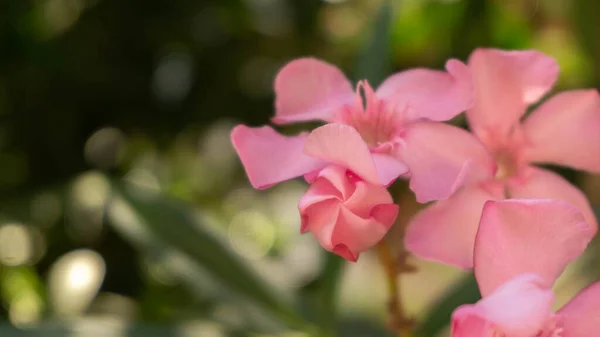 Güzel ama tehlikeli zakkum çiçeği