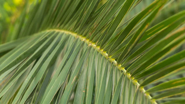 Heller Zweig Einer Palme Sommer — Stockfoto