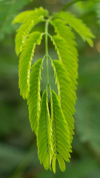 Erstaunlicher Baum Mit Kleinen Blütenblättern Sommer — Stockfoto