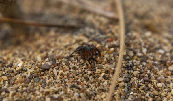 Kleine Spin Het Zand Schaduw — Stockfoto