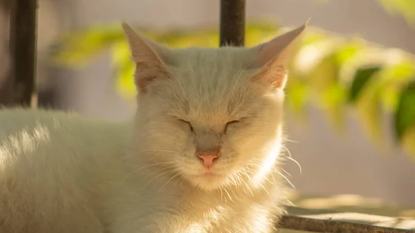 여름에는 그늘에서 고양이 — 스톡 사진