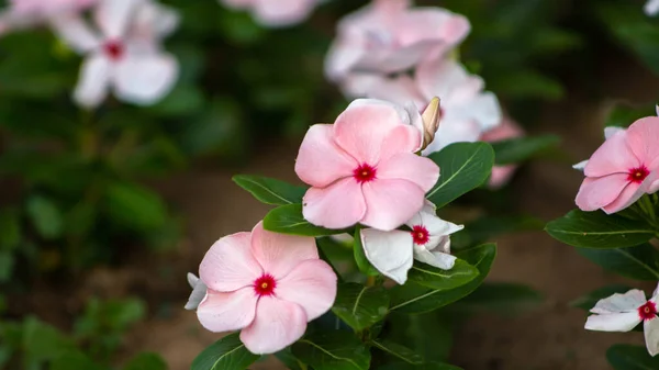 Невероятно Красивые Белые Розовые Цветы Лето — стоковое фото
