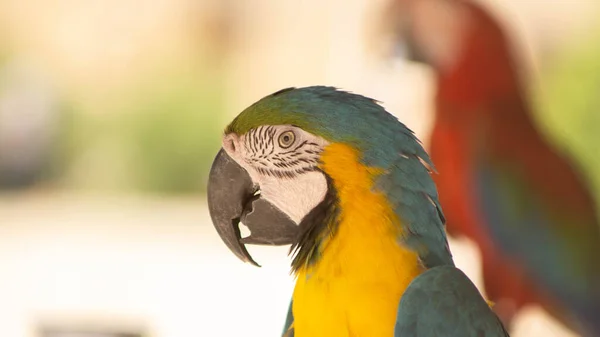 Ritratto di un macaw blu incredibilmente bello — Foto Stock
