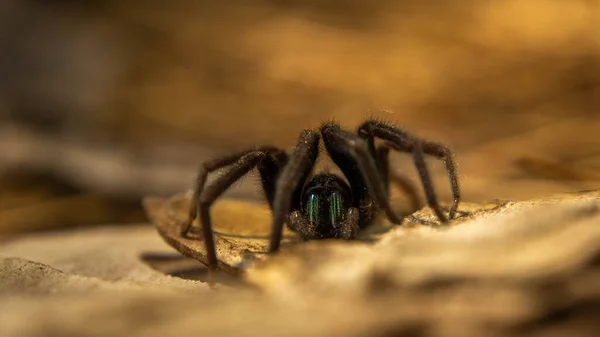 Velký hnědý pavouk s jasně zeleným chelicerae — Stock fotografie
