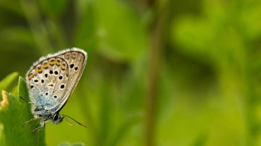 Çayırdaki güzel kelebek