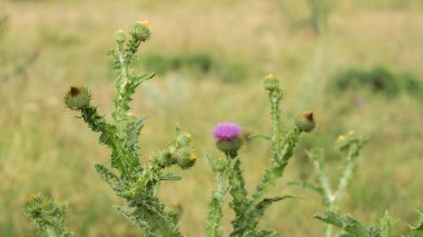 Güzel ama dikenli devedikeni çayırda büyüyor.