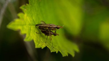 Yeşil yapraklı böcekler.