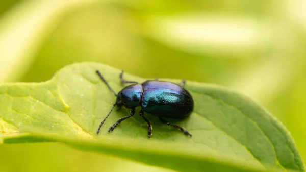 Único Escarabajo Azul Increíblemente Hermoso — Foto de Stock
