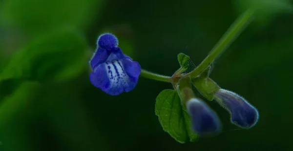 Otroligt Vackra Små Blå Blommor — Stockfoto