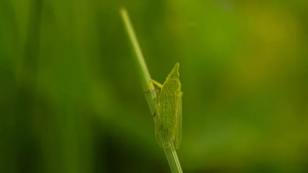 Heuschrecke Saftigen Gras Auf Der Wiese — Stockfoto